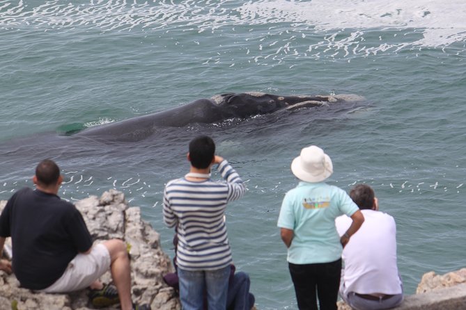 Whale Watching Walking Tours (land Based) From June Tour Details