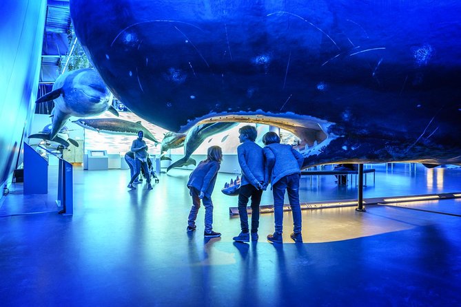 Whales Of Iceland Admission Ticket Overview Of The Exhibition