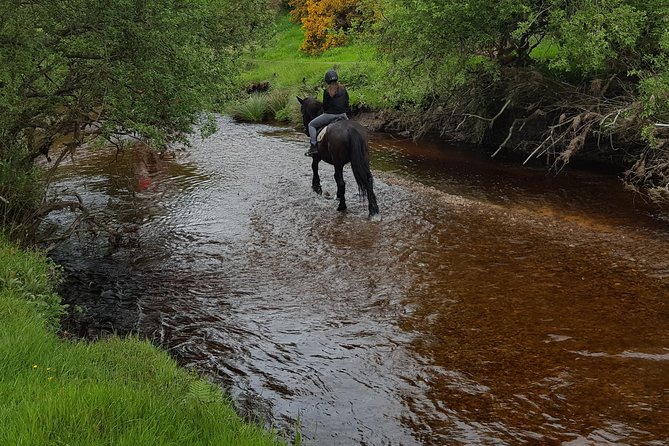 Wicklow Mountains Horse Trekking Overview Of The Experience