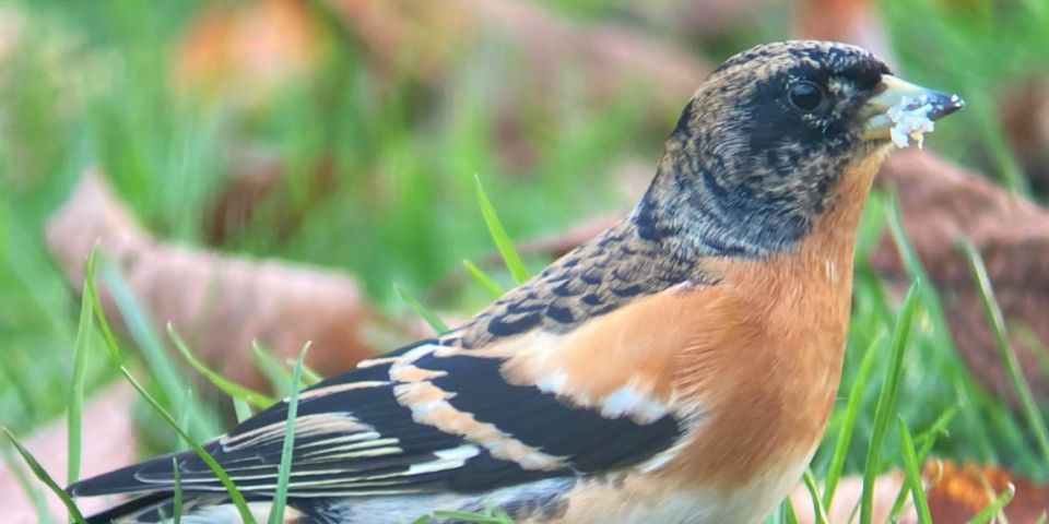 Wilder Skies - Somerset Nature Tours - Immerse in Somersets Natural Wonders