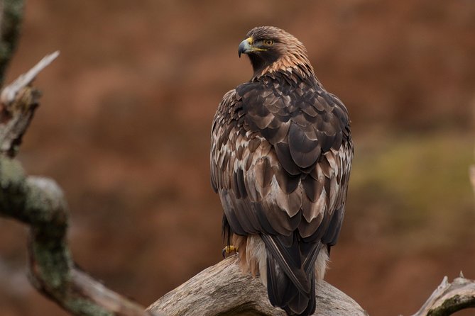 Wildlife Watching Safari By Vehicle & Walks / Photography Workshops With A Guide Tour Description