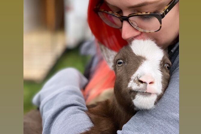 Wine Tasting And Nigerian Dwarf Goats Experience About The Experience