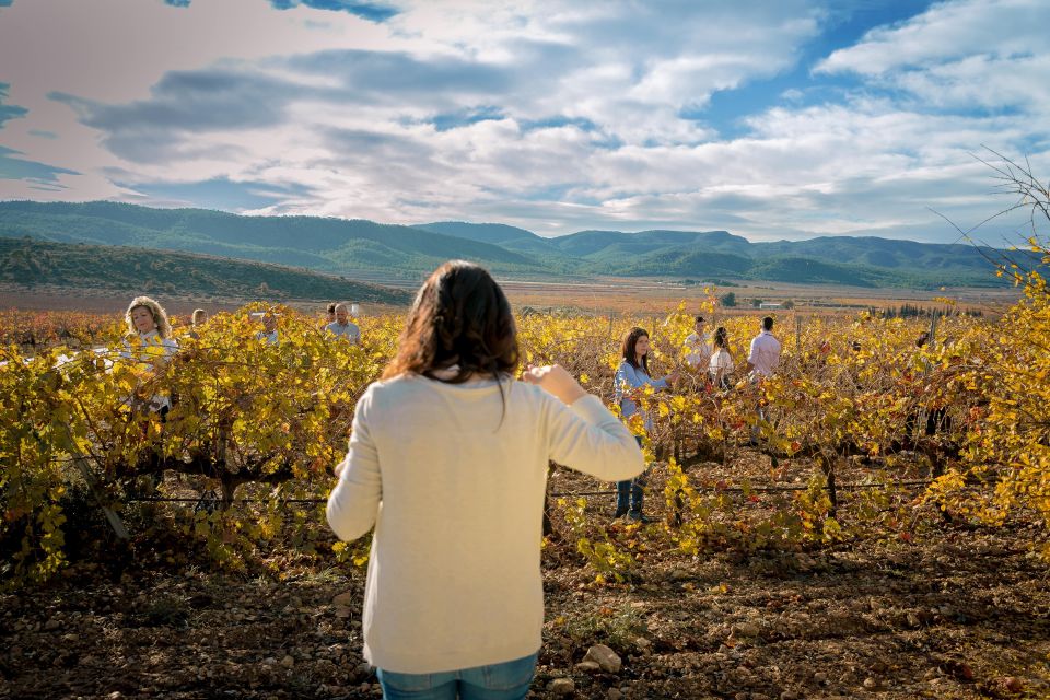 Wine Tasting in the Best Winery in Spain From Alicante - Experience Overview