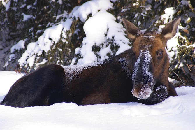 Winter Wildlife Discovery Tour - Overview of the Tour