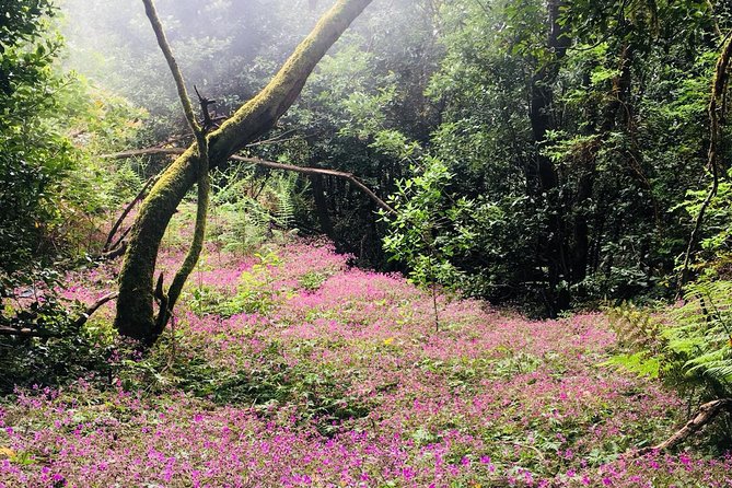 Wonderful Hike Through The Magic Forest Of Tenerife Tour Details