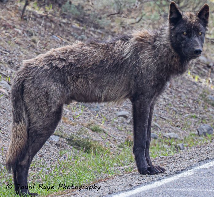 Yellowstone: Full Day Private Guided Tour By Car With Lunch Tour Duration And Pricing