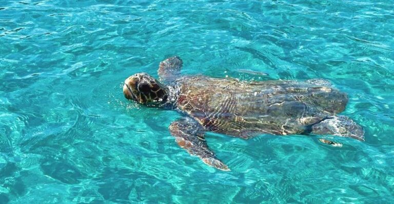 Zakynthos: Guided Boat Tour To Turtle Island With Swimming Tour Overview