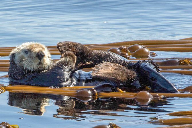 Zodiac Marine Wildlife Excursion From Victoria - Overview of the Excursion