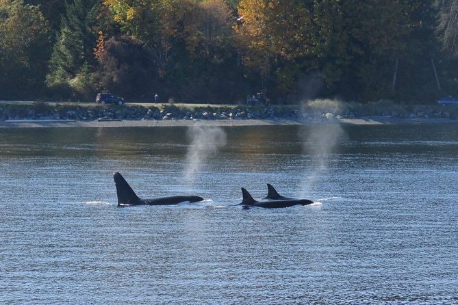 Zodiac Whale Watching Adventure From Victoria - Tour Overview