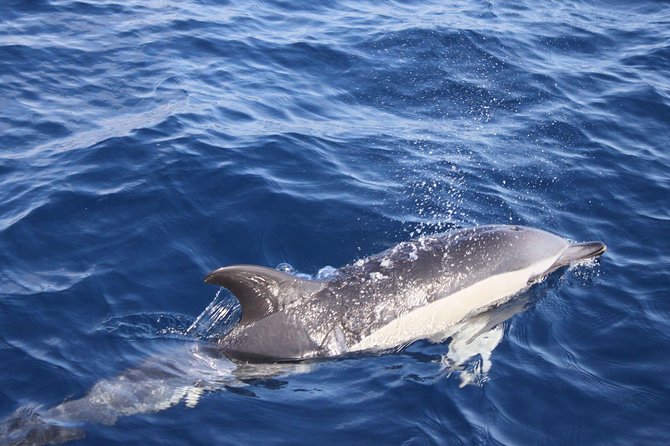 2.5-Hour Lanzarote Sunset Cruise From Marina Puerto Del Carmen - Whats Included in the Tour