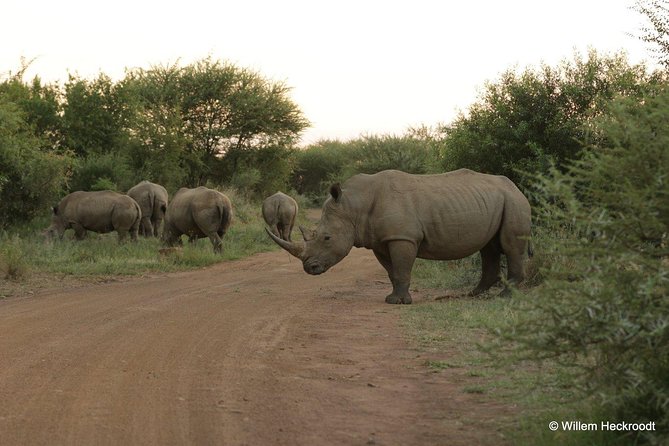 2-Days Pilanesberg Best Chance to View Big 5 With Private Extended Safari - Key Points