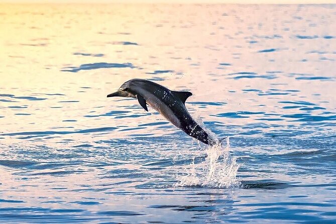 2 Hour Dolphin Watching Experience in Muscat - Key Points