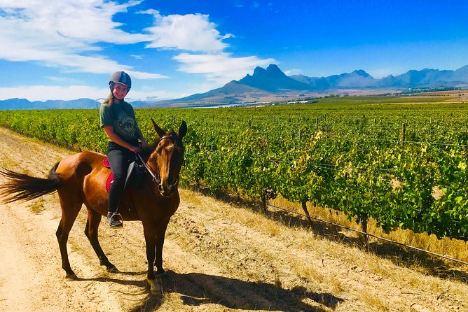 2 Hour Vineyard Trail Ride - Exploring the Cape Winelands