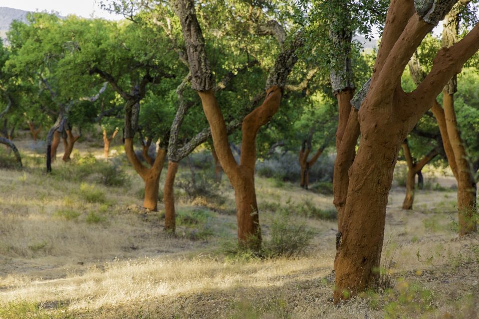 2 Hr Walk in the Cork Forest - Key Points