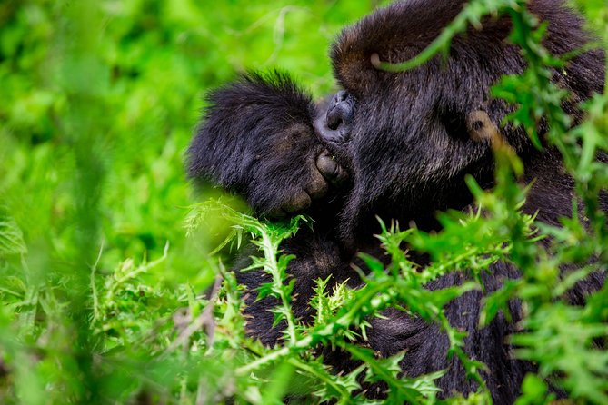 1 Day Gorilla Trekking Safari Tour - Location and Reviews