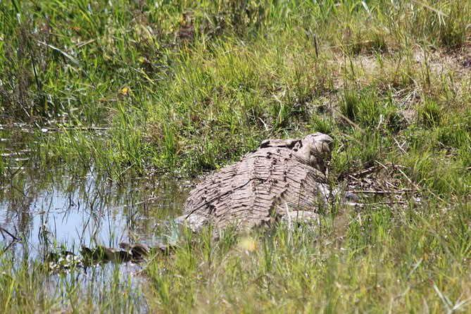 1 Day Safari to Akagera National Park - Exploring the African Bush