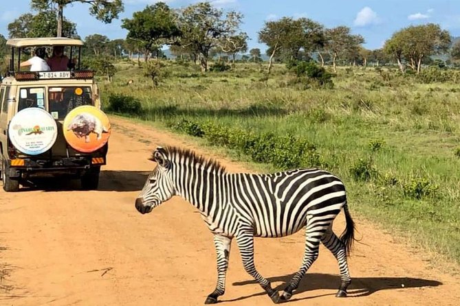 1 Day Safari to Mikumi National Park - Meeting Point and Pickup