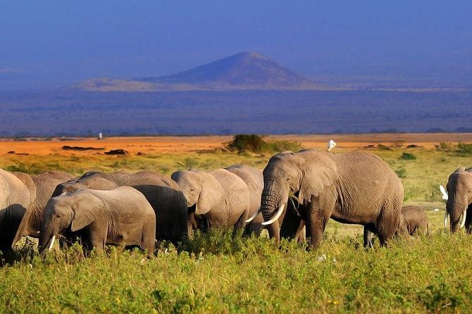 2-Day Amboseli National Park Safari- Daily Departures - Tour Details