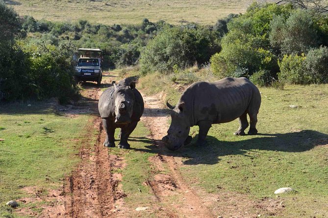 2 Day Wild Heart Western Cape Safari Tour With Private Transfers - Inclusions and Exclusions