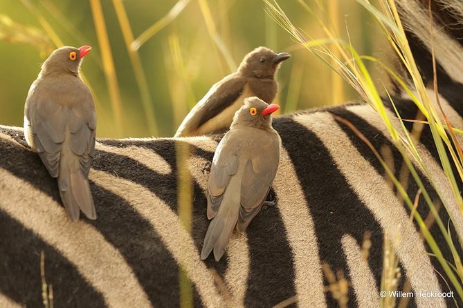 2-Days Pilanesberg Best Chance to View Big 5 With Private Extended Safari - Pickup and Accessibility Details