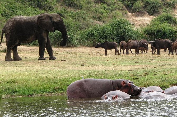 2 Days Safari to Queen Elizabeth National Park With Cruise - UNESCO World Heritage Site