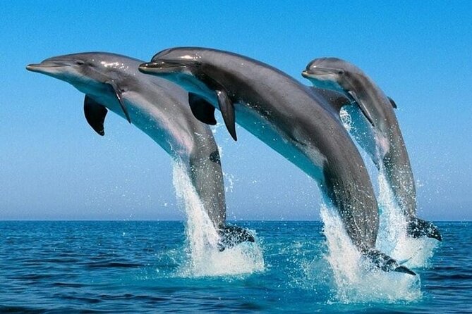 2 Hour Dolphin Watching Experience in Muscat - Inclusions and Amenities