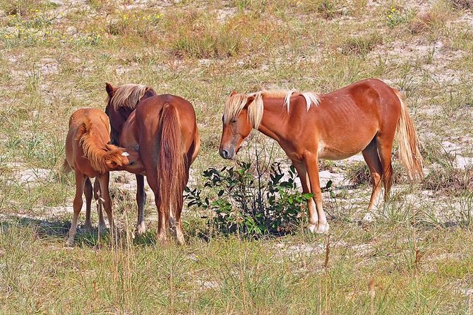 2-hour Outer Banks Wild Horse Tour by 4WD Truck - Meeting and Pickup Location