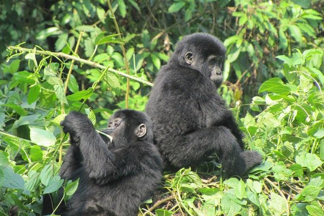 3-Day Gorilla Trekking Budget Safari in Uganda - Pickup Information