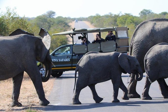 3 Day Lodge/Treehouse Kruger National Park Safari - Transportation and Pickup