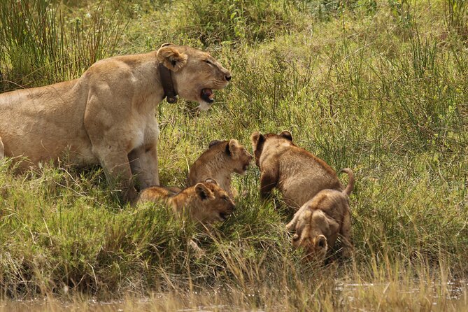 3-Day National Parks Safari From Arusha Including Tarangire - Small-Group Tour