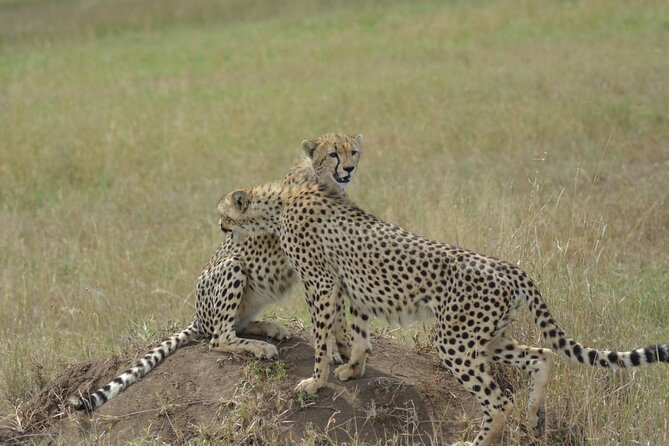 3-Days Budget Lodge Safari - Tarangire, Ngorongoro & Lake Manyara - Tour Experience