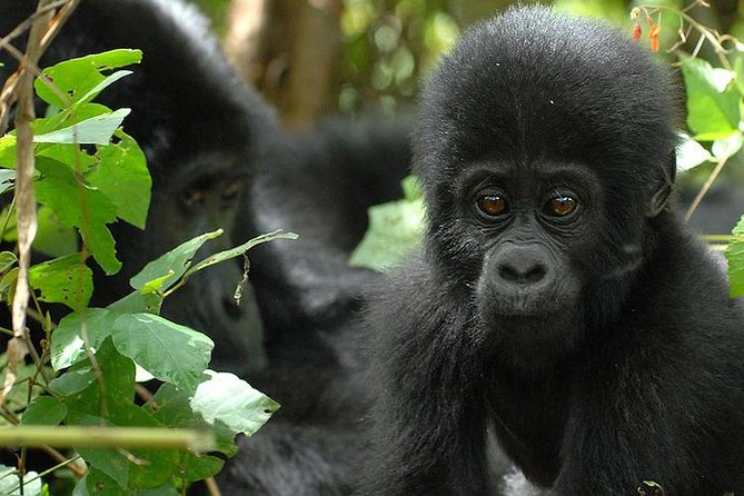 3 Days Gorilla Trekking Expedition Uganda - Pickup Information