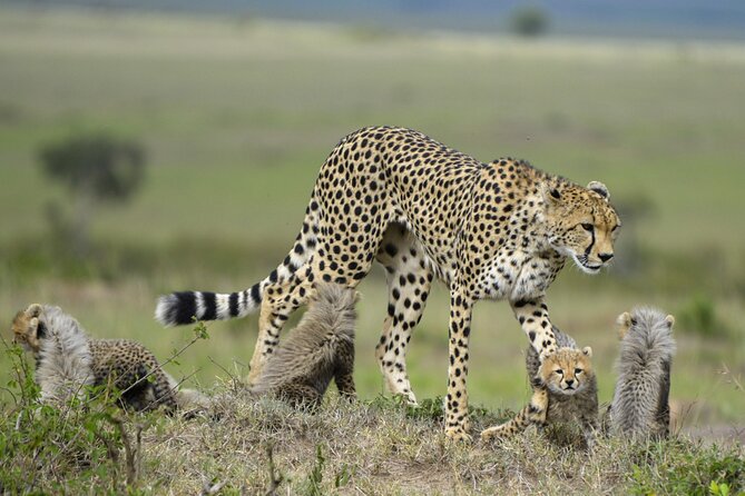 3-Days Masai Mara 4 X 4 Safari From Nairobi - Safari Highlights