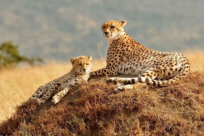 3 Days Masai Mara Group-Joining Safaris | Budget Daily Departures - Pickup and Transportation