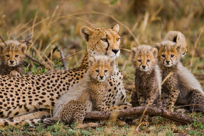 3 Days Safari Serengeti & Ngorongoro Crater - Not Included in the Safari