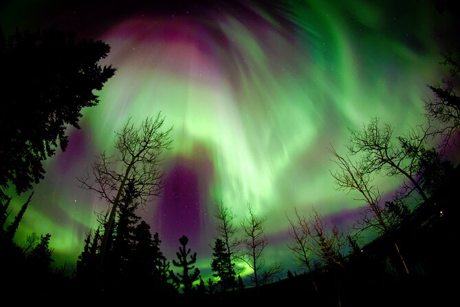 3 Days Tour Fall Color in Yukon From Whitehorse - Northern Lights Experience