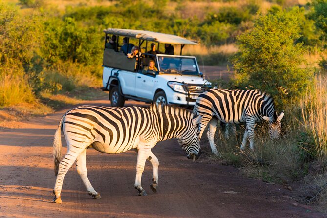 3-Hour Scheduled Safari Game Drive in Pilanesberg National Park - Pickup Points