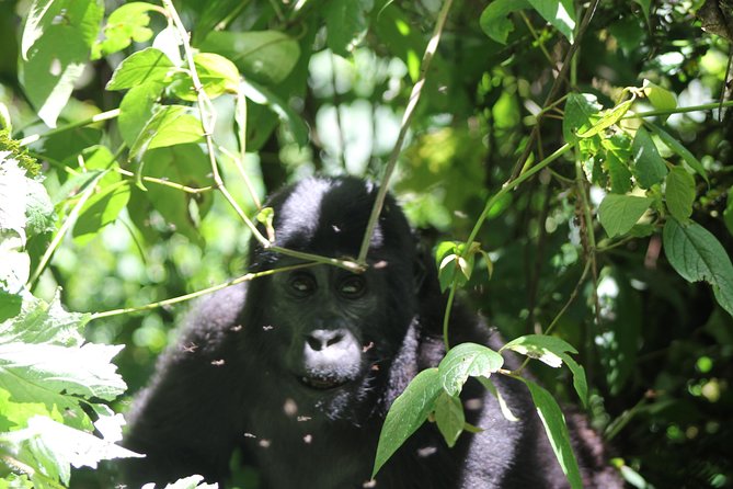 4 Day Gorilla Trekking & Golden Monkeys - Inclusions