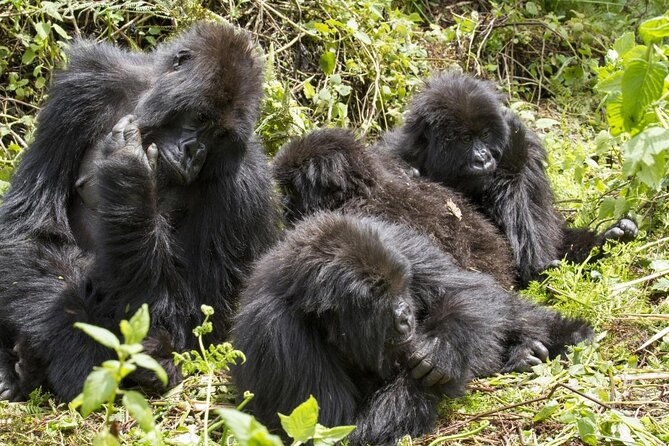 4-Day Gorillas, Wildlife and Chimpanzee Trek at Kalinzu Forest - Pickup and Meeting Details