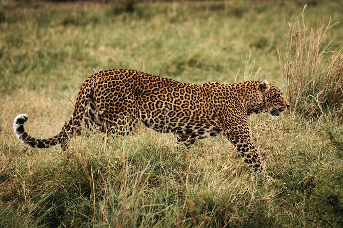 4-Day Maasai Mara and Lake Nakuru Safari From Nairobi - Inclusions and Exclusions