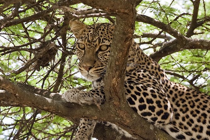 4-Day Small-Group Safari in Tarangire, Ngorongoro and Serengeti - Itinerary Highlights