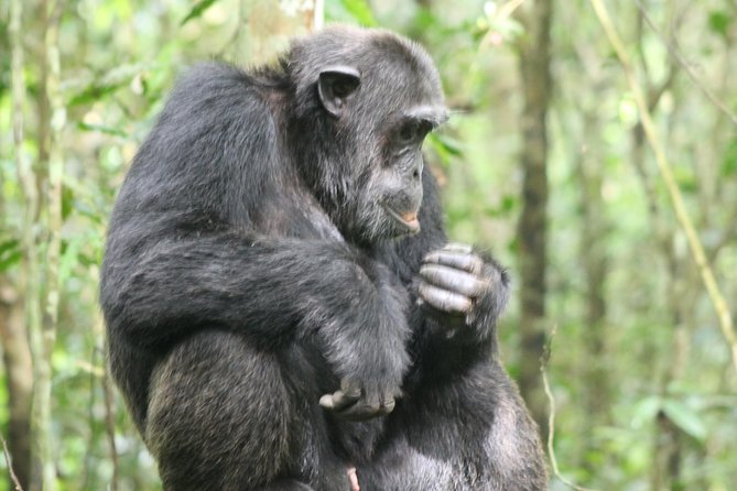 4-Day Uganda Gorilla Trekking and Wildlife Safari - Pickup and Meeting Information