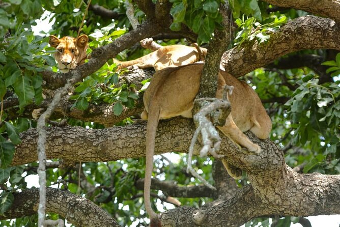 4 Days Group Joining Camping Safari to Tarangire Serengeti Ngorongoro Crater - Accommodation and Meals