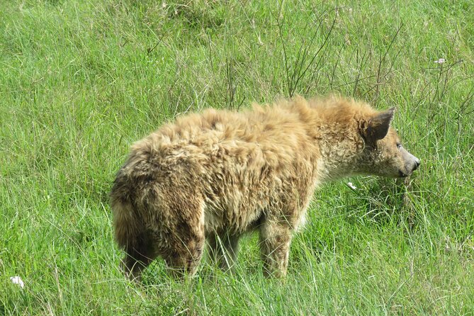 4 Days Joining Safari : Lake Manyara, Serengeti & Ngorongoro - Meeting and Pickup