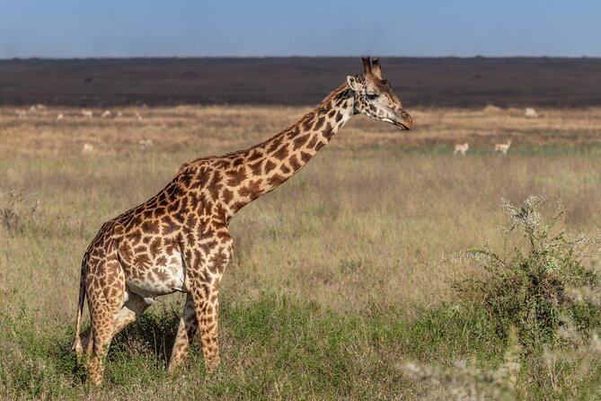 4 Days Tanzania Budget Safari - African Rift Valley