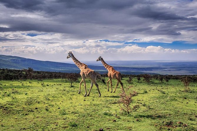 4 Days Tarangire Serengeti Ngorongoro Crater - Tarangire National Park