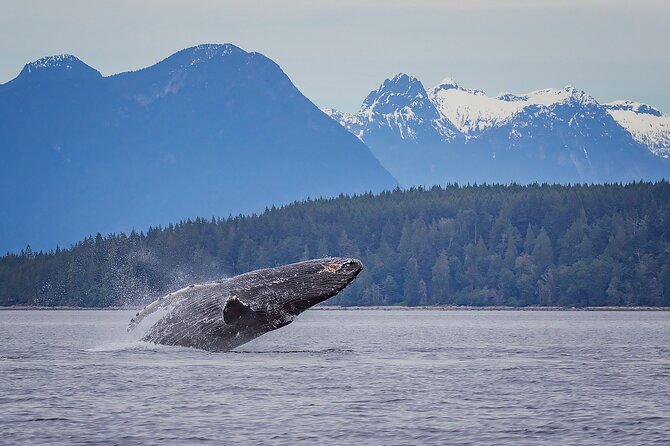 4 Hour Morning Whale Watching Tour - Adventure Highlights