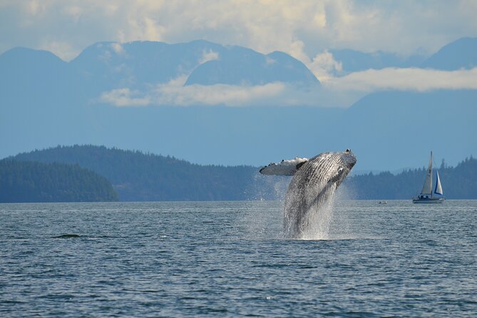 4 Hour Zodiac Whale and Wildlife Tour - Meeting and Pickup