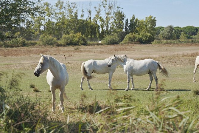 4x4 Camargue Safari 4h - Private Tour - Departure From Arles - Activity Details