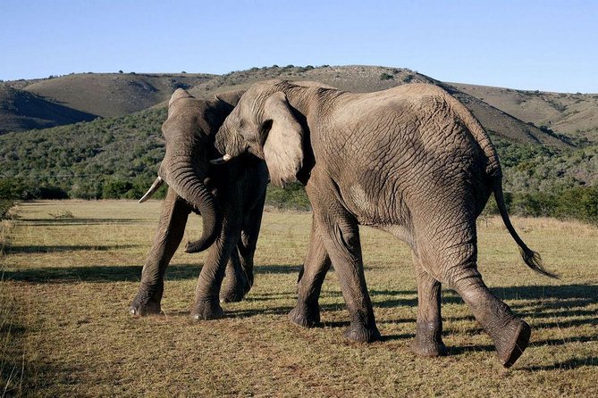 5 Day Cape to Addo Safari - Garden Route Small Group Tour - Optional Experiences